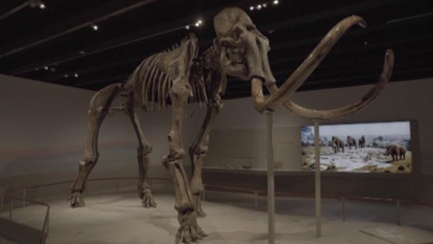 Σκελετός γιγαντιαίου μαμούθ, ηλικίας 50.000 ετών, εκτίθεται στην Ισπανία