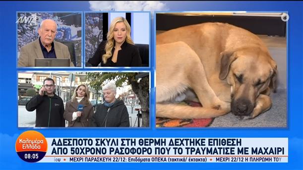 Αδέσποτο σκυλί στη Θέρμη δέχτηκε επίθεση από 50χρονο ρασοφόρο που το τραυμάτισε με μαχαίρι – Καλημέρα Ελλάδα – 18/12/2023