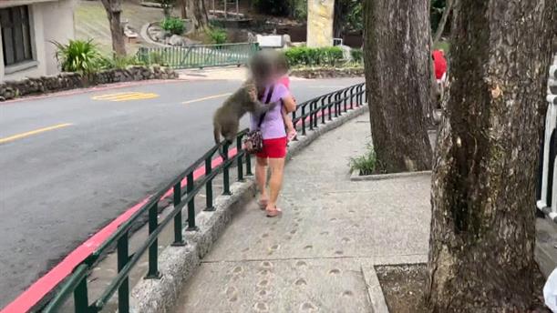 Ταϊβάν: Πεινασμένος πίθηκος πήδηξε πάνω σε τουρίστρια για να της πάρει το παγωτό χωνάκι που κρατούσε