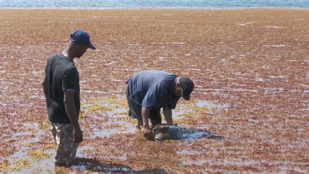 Καραϊβική: Διάσωση θαλάσσιας χελώνας που κόλλησε σε φύκια