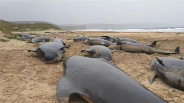 Σκωτία: Δεκάδες μαυροδέλφινα βρέθηκαν νεκρά σε παραλία