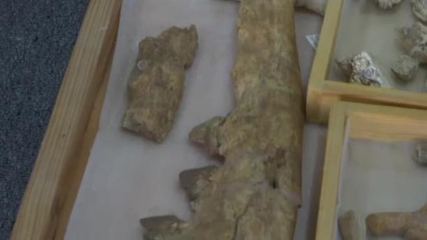 Απολίθωμα τετράποδης φάλαινας ανακαλύφθηκε στην Αίγυπτο!