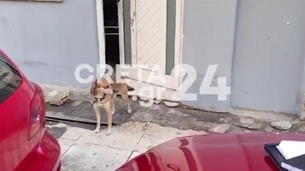 Έγκλημα στην Κρήτη: Ο σκύλος του 53χρονου περιμένει το νεκρό αφεντικό του