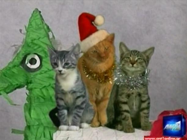 Το νέο single των Jingle Cats