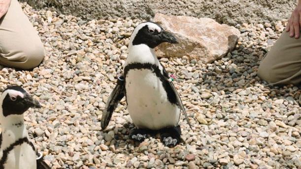 Πιγκουίνος περπατά με τη βοήθεια ορθοπεδικών υποδημάτων