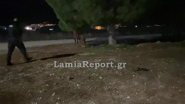 Lamiareport: άλογο "έκοβε βόλτες" σε δρόμους της Λαμίας