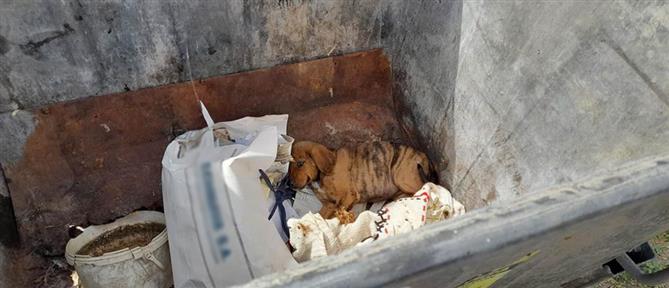 Κακοποίηση ζώων - Ζαχάρω: Πέταξαν κουτάβι σε κάδο απορριμμάτων (εικόνες)