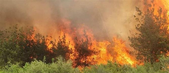 Φωτιές: Συλλήψεις για πυρκαγιές σε Σαλαμίνα, Ραφήνα και Πόρο