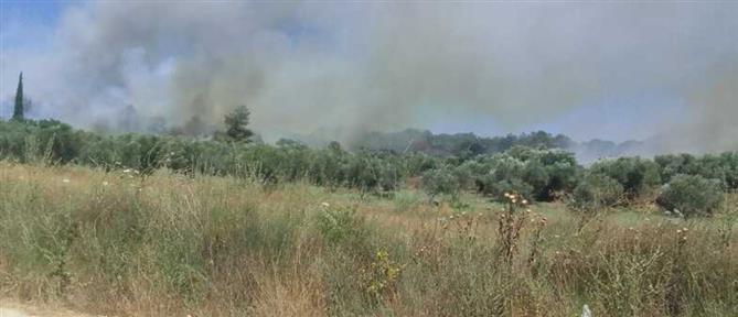 Πελοπόννησος: νέες φωτιές σε Αχαΐα, Λακωνία και Κορινθία (εικόνες)