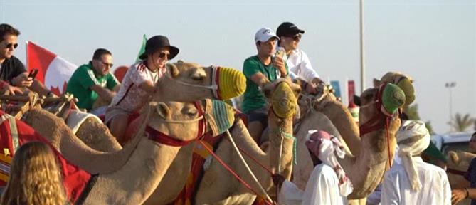 Μουντιάλ 2022: οι καμήλες κάνουν… υπερωρίες στο Κατάρ (εικόνες)