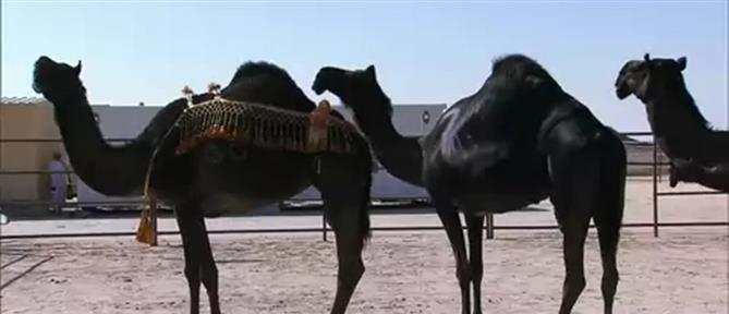 Σαουδική Αραβία: Ξενοδοχείο για... καμήλες!
