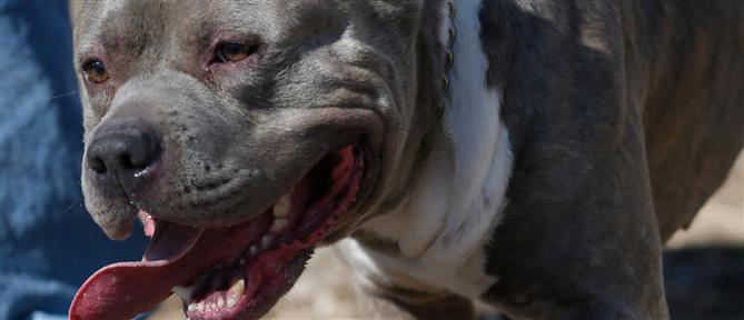Θεσσαλονίκη: Η ποινή στον 40χρονο που πέθανε το σκυλί του από ασιτία
