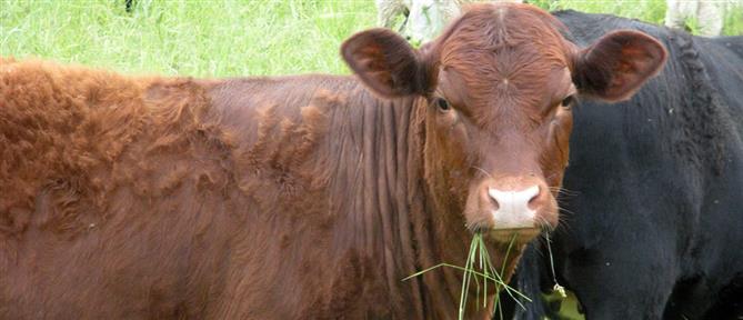 Κακοκαιρία - Μέτσοβο: Κεραυνός σκότωσε αγελάδες