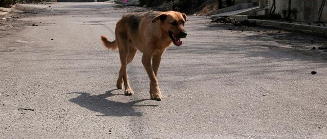 Λαμία: Αδέσποτος σκύλος δάγκωσε αστυνομικό εν ώρα υπηρεσίας
