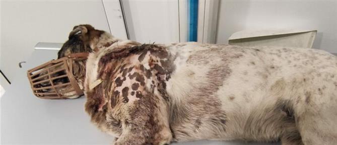 Κακοποίηση ζώων - Βόλος: Επικήρυξαν τον άνδρα που σκότωσε αδέσποτο σκύλο με 20 σκάγια