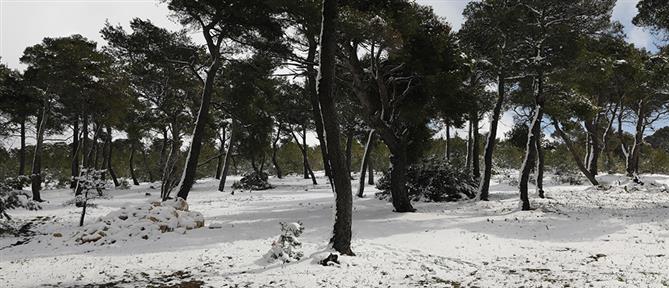 Κακοκαιρία “Μπάρμπαρα”: Χιόνια, πτώση της θερμοκρασίας και βοριάδες τη Δευτέρα