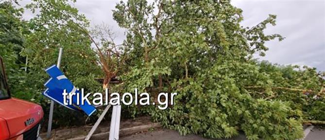 Τρίκαλα: Δυνατό μπουρίνι ξερίζωσε δέντρα και προκάλεσε ζημιές (εικόνες)