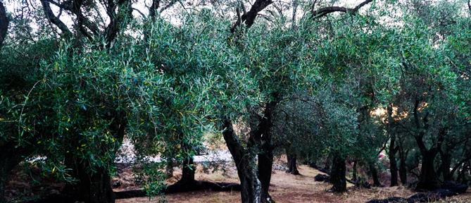 Κέρκυρα: Πέθανε από ηλεκτροπληξία καθώς μάζευε ελιές