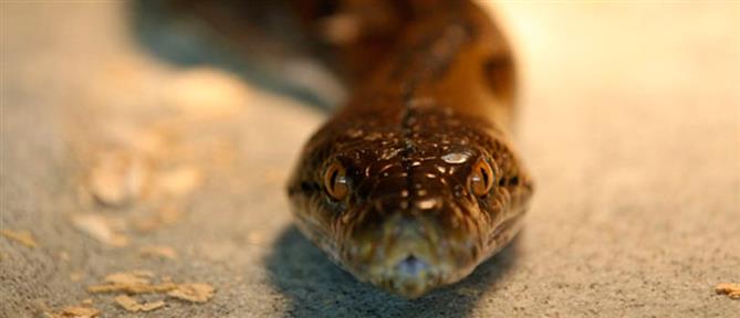 Βόλος: Φίδι προκάλεσε πανικό σε πρατήριο καυσίμων