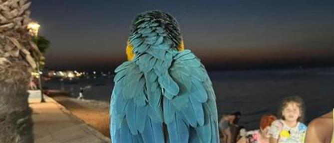 Χαλκιδική: Έκοψε τα φτερά παπαγάλων και χρέωνε κάθε φωτογραφία τους (βίντεο)
