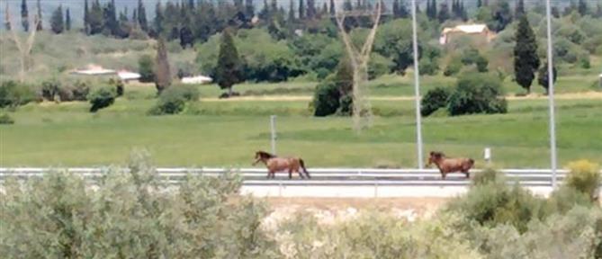 Ιόνια Οδός: Άγρια άλογα κάλπαζαν στον αυτοκινητόδρομο (εικόνες)