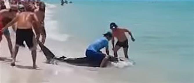 Κακοποίηση ζώου: Νεαροί βασάνισαν καρχαρία και τον καβάλησαν σαν άλογο (βίντεο)